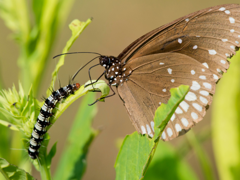 caterpillar and butterfly standing on a leaf together.